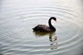 Black swan