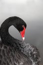 Black Swan Royalty Free Stock Photo