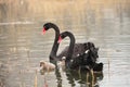 The black swan