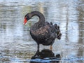 Black swan is posing Royalty Free Stock Photo