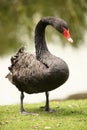 Black swan