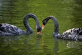 Black Swan Royalty Free Stock Photo