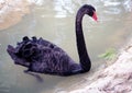 Black swan in anticipation of an impending storm Royalty Free Stock Photo