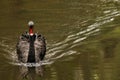 Black swan Royalty Free Stock Photo