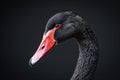 Black swan on black background (Cygnus atratus). Beautiful west australian black swan Royalty Free Stock Photo