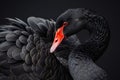 Black swan on black background (Cygnus atratus). Beautiful west australian black swan Royalty Free Stock Photo