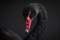 Black swan on black background (Cygnus atratus). Beautiful west australian black swan Royalty Free Stock Photo