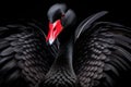 Black swan on black background (Cygnus atratus). Beautiful west australian black swan Royalty Free Stock Photo