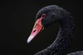 Black swan on black background (Cygnus atratus). Beautiful west australian black swan Royalty Free Stock Photo