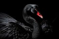 Black swan on black background (Cygnus atratus). Beautiful west australian black swan Royalty Free Stock Photo