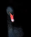 Black Swan On Black Background