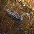 Black swan Royalty Free Stock Photo
