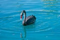 Black swan bird water swimming Royalty Free Stock Photo