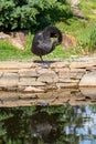 Black swan bird standing near water pond Royalty Free Stock Photo