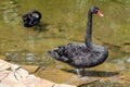 Black swan bird standing in pond close-up Royalty Free Stock Photo