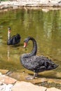 Black swan bird standing in small pond Royalty Free Stock Photo