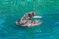 Black swan bird water preening Royalty Free Stock Photo