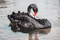Black swan bird on water with reflection Royalty Free Stock Photo
