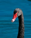 Black swan bird water swimming Royalty Free Stock Photo