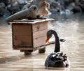 Black swan and birdhouse on water, industrial style Royalty Free Stock Photo