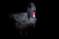Black swan on black background Cygnus atratus. Royalty Free Stock Photo