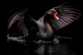 Black swan on black background (Cygnus atratus). Beautiful west australian black swan Royalty Free Stock Photo