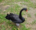 Black swan at the Botanic Gardens in Singapore Royalty Free Stock Photo