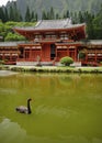 Black swan, byodo in temple