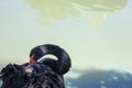 Black swan caressing her back in green lake Royalty Free Stock Photo
