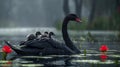 Black swan with cygnets in rain on pond
