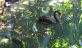 Black swan in the Casela Nature Park in Mauritius Royalty Free Stock Photo