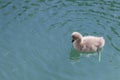 black swan chick swims on a lake on a sunny spring day Royalty Free Stock Photo
