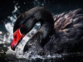 of a black swan cleaning it s feathers Royalty Free Stock Photo