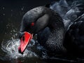 of a black swan cleaning it s feathers Royalty Free Stock Photo