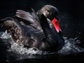 of a black swan cleaning it s feathers Royalty Free Stock Photo