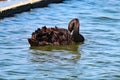 A black Swan cleaning themselves on a calm and tranquil lake