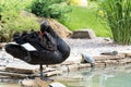 Black swan cleans feathers Royalty Free Stock Photo