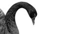 Black Swan Closeup Face On The White Background Royalty Free Stock Photo