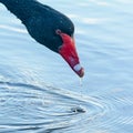 Black swan closeup with water dripping from beak Royalty Free Stock Photo