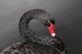 Black Swan composition Royalty Free Stock Photo