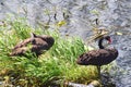 Black swan couple nesting in Spring