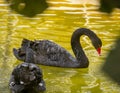 Black swan couple swimming in a lake. Royalty Free Stock Photo