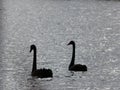 Black swan couples in the lake Royalty Free Stock Photo