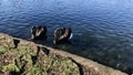 Black swan couples at Western Spring Lakeside Park. Royalty Free Stock Photo