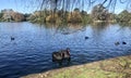 Black swan couples at Western Spring Lakeside Park with other various birds with beautiful forest and lake. Royalty Free Stock Photo