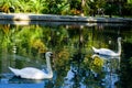 Two white swans swimming in the pond Royalty Free Stock Photo