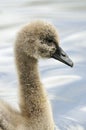 Black Swan Cygnet Royalty Free Stock Photo