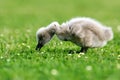 Black Swan Cygnet Royalty Free Stock Photo