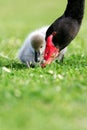 Black Swan Cygnet Royalty Free Stock Photo