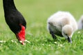 Black Swan Cygnet Royalty Free Stock Photo